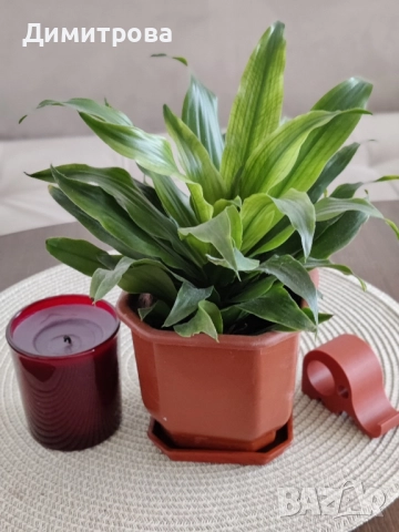 Драцена компакта 