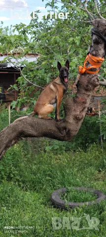 За разплод, снимка 8 - Белгийска овчарка - 50025136