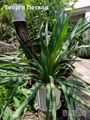 Студоустойчива палма Юка,дворна, снимка 2 - Градински цветя и растения - 52918084