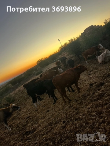 Продавам стадо месодайни крави , снимка 7 - Крави - 52436918
