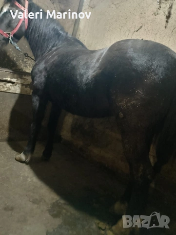 8 годишен кон, снимка 4 - Коне - 53405955