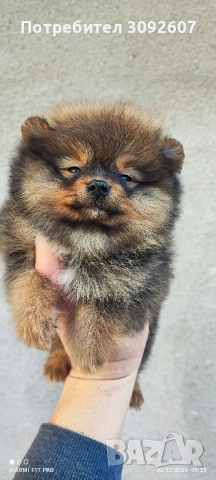 Померан чета мъжки и женски , снимка 3 - Померан - 52646640