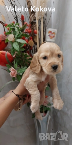 чистокръвни Кокер Шпаньоли, снимка 4 - Кокер шпаньол - 52971701