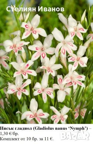 ГЛАДИОЛИ - РАЗЛИЧНИ СОРТОВЕ (ГРУДКИ), снимка 6 - Сортови семена и луковици - 53654337