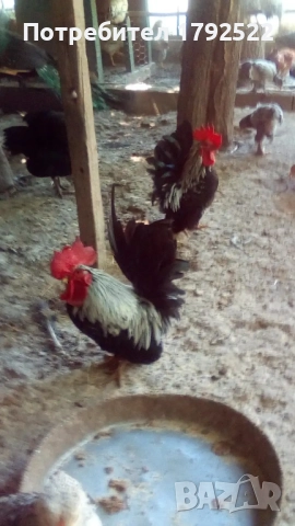 Бели и чернокрили пауни , снимка 5 - други­ - 52822811