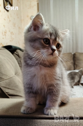 Британски котенца , снимка 3 - Британска късокосместа - 52723562