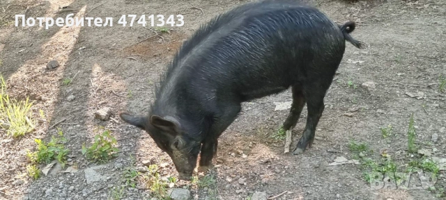 Свободни черни прасета, снимка 2 - Прасета - 53518280