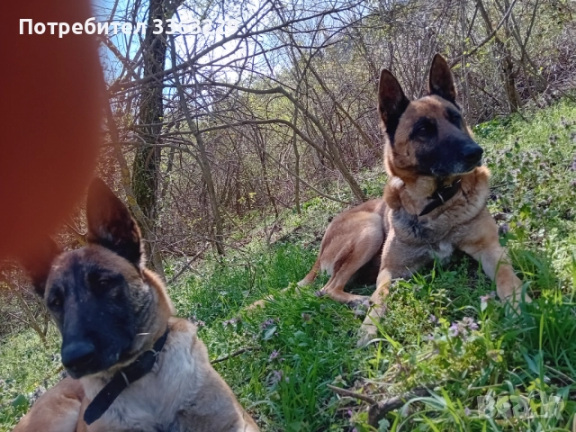 Продавам , снимка 7 - Белгийска овчарка - 52840117