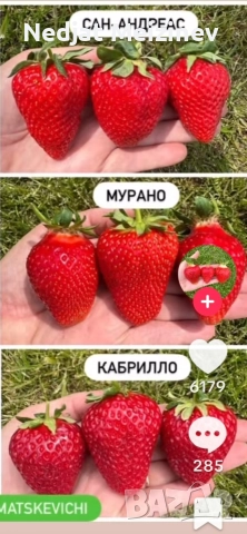 Ягоди сорт Мурано, снимка 3 - Разсади - 52894143