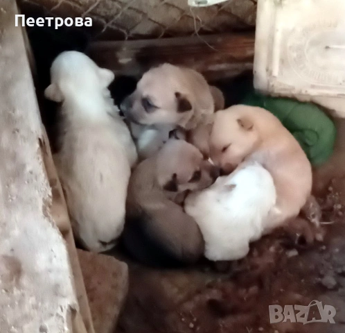 Кученца за подаряване., снимка 4 - Други - 53142979