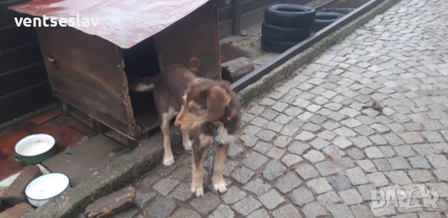 Ловно куче барак, снимка 2 - Други - 52654457