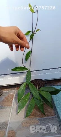 Hoya pubicalyx,Хоя пубикаликс, снимка 2 - Стайни растения - 56071191