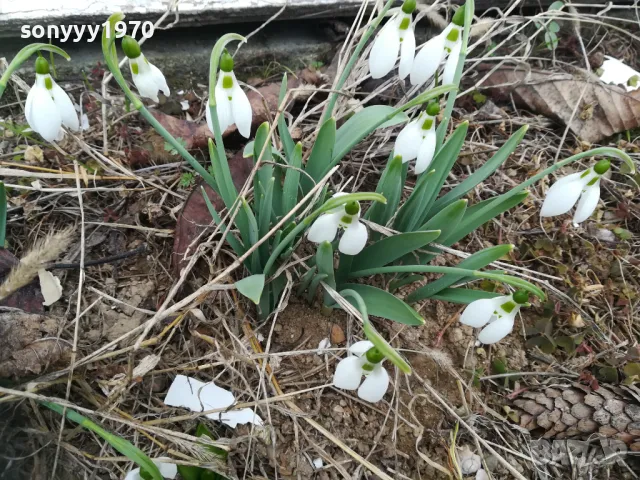 САКСИЯ С КОКИЧЕТА И ЛУКОВИЦИ 1402252234, снимка 2 - Градински цветя и растения - 49132909