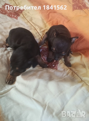 продават се пинчери , снимка 7 - Пинчер - 52960278