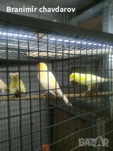 Продавам канари