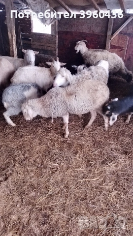 продавам овце , снимка 3 - Овце - 53193535