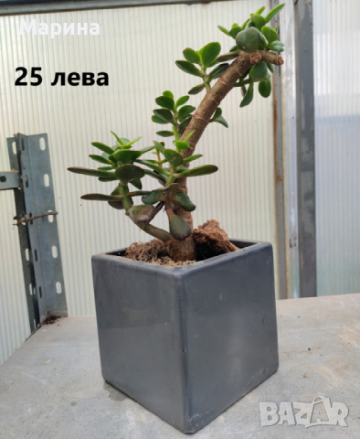 Композиции от кактуси и сукуленти, различни варианти, снимка 18 - Стайни растения - 42011639