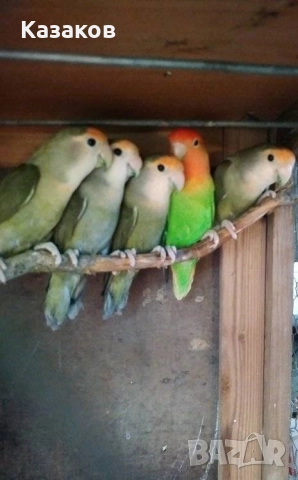 Продавам/бартер/ работещо ято розобузови неразделки