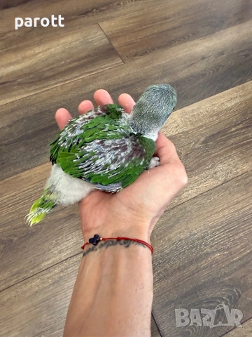 Ръчно хранени Големи Александри, снимка 3 - Папагали - 53850635