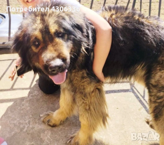 Шарпланинец кученца - чистокръвни , снимка 6 - Други - 53628473