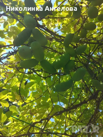 Акебия /Шоколадова лоза / 10 евро , снимка 2 - Градински цветя и растения - 49772677