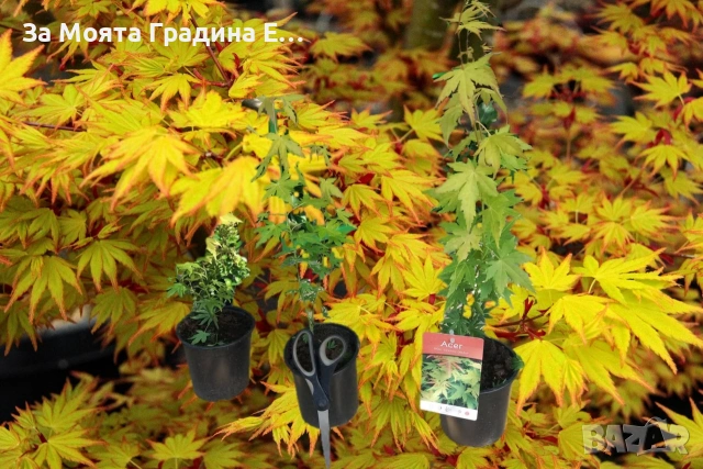 Японски Клен - Оранжев, снимка 4 - Градински цветя и растения - 53744063