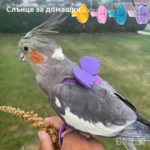 Каишка за малки папагали, снимка 5 - Други стоки за животни - 52425818