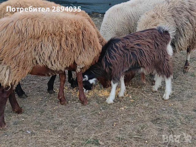 бартер за крави телета , снимка 5 - Овце - 55868544