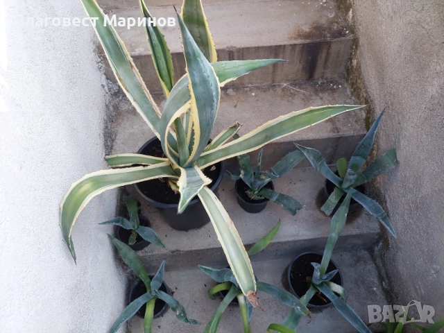 Столетник , снимка 2 - Стайни растения - 51450678