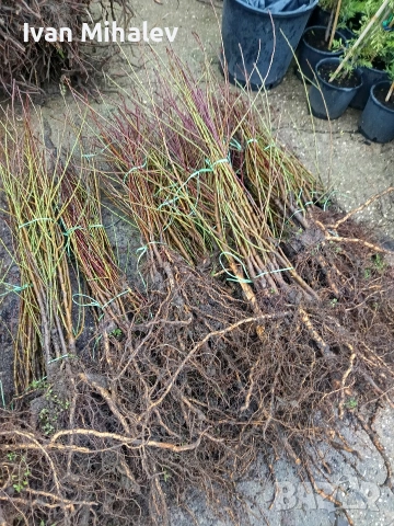 Коллонни дръвчета 