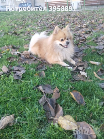 Търсим си партньорка , снимка 2 - Търси партньор - 53245728