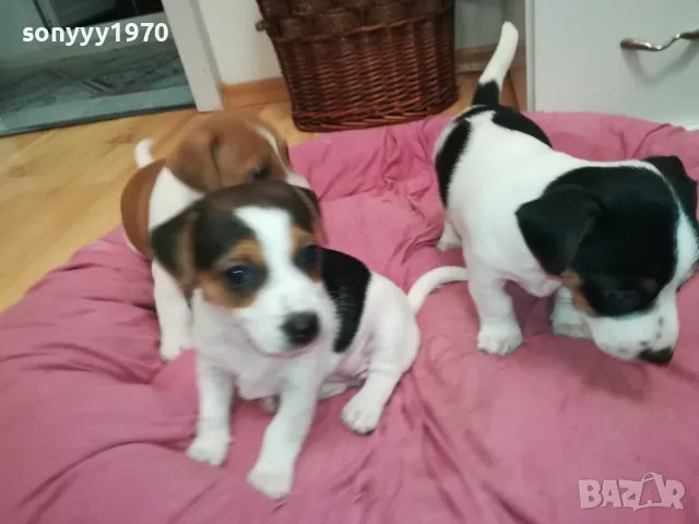 БЕБЕ ДЖАК 250ЛВ ЗА ЕДНО 0402251938, снимка 6 - Джак ръсел териер - 48968353