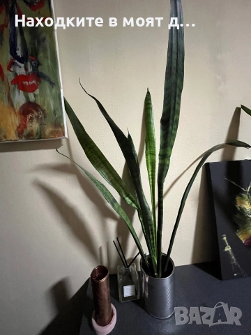 Сенсевиера меч 