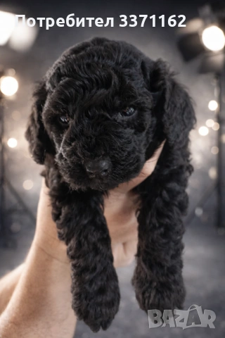  момченце пудел toy