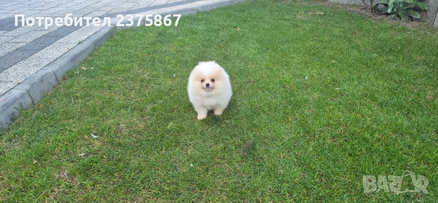 Мъжко померанче,померан, снимка 3 - Померан - 52774921