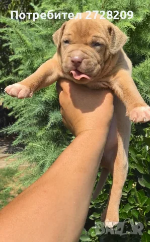 Американско Були Хл/American Bully XL , снимка 3 - Питбул - 55891222