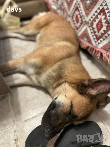 Страхотен Шарено-Очко търси Дом, снимка 11 - Други - 52578048