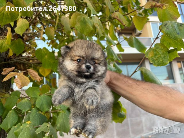 Померанчета, снимка 4 - Померан - 42662808