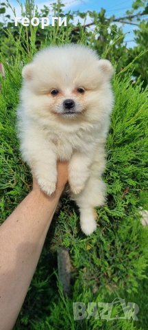 Померан померанче, снимка 12 - Померан - 41146182