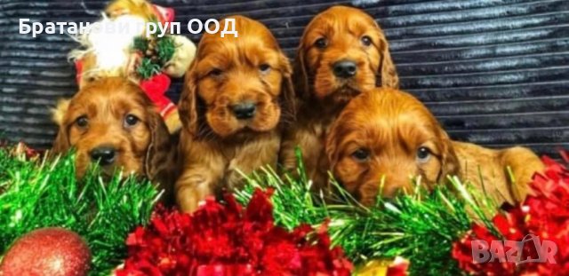 Ирландски сетери