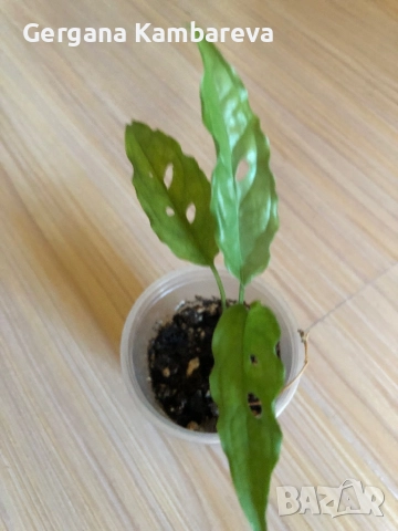 Monstera Obliqua Peru , снимка 2 - Стайни растения - 52776646