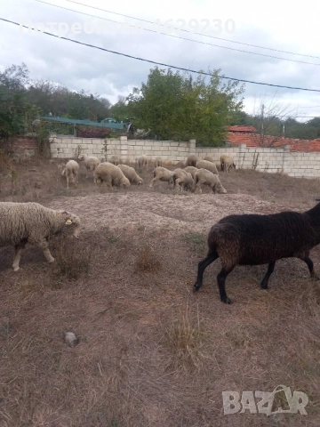 Североизточнобългарска тънкорунна 35 броя, снимка 7 - Овце - 52132645