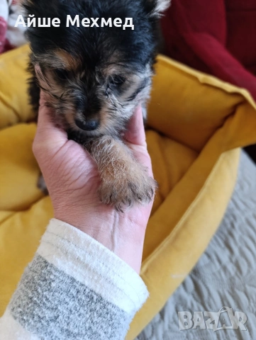 уоркширски териер, снимка 5 - Йоркширски териер - 53634292