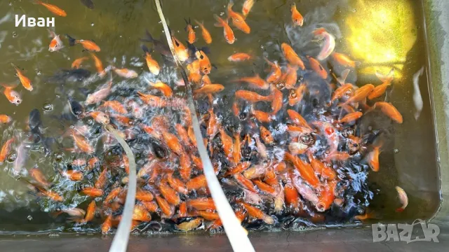 Златни рибки Оранда , снимка 7 - Рибки - 47367477