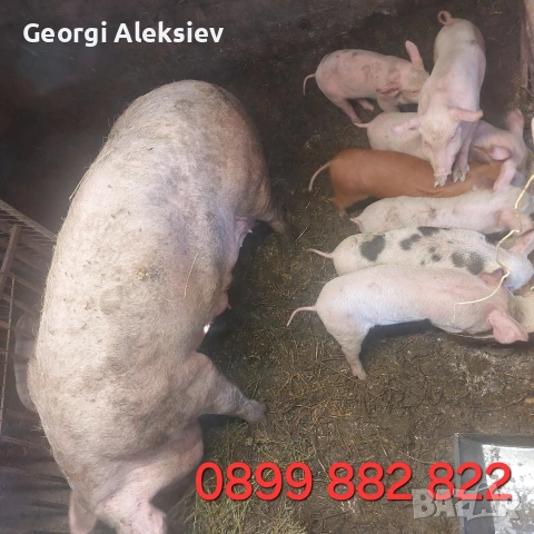 3 свине майки на първо прасило. , снимка 5 - Прасета - 53753100