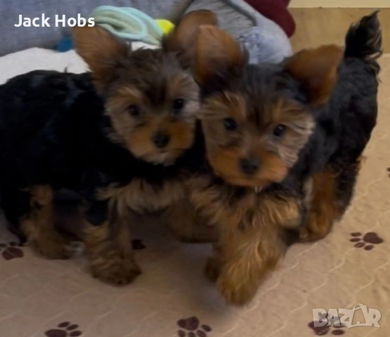 Мини йорки , снимка 3 - Йоркширски териер - 53761362