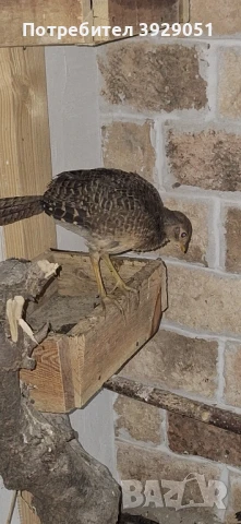 Продавам фазани, снимка 6 - други­ - 51372864