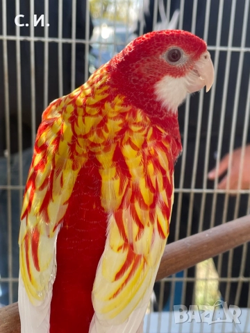 Различни видове папагали , снимка 12 - Папагали - 51972963