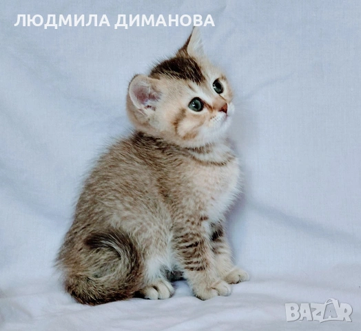 Шотландско мъжко. Златна чинчила. , снимка 6 - Британска късокосместа - 53614919