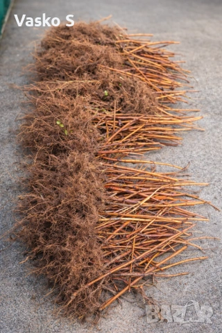 Разсад ягоди и малини цена 0.30€  Тел за поръчка 0887169442  „Алба е първият лъч на лятото – ягода с, снимка 4 - Градински цветя и растения - 53472386